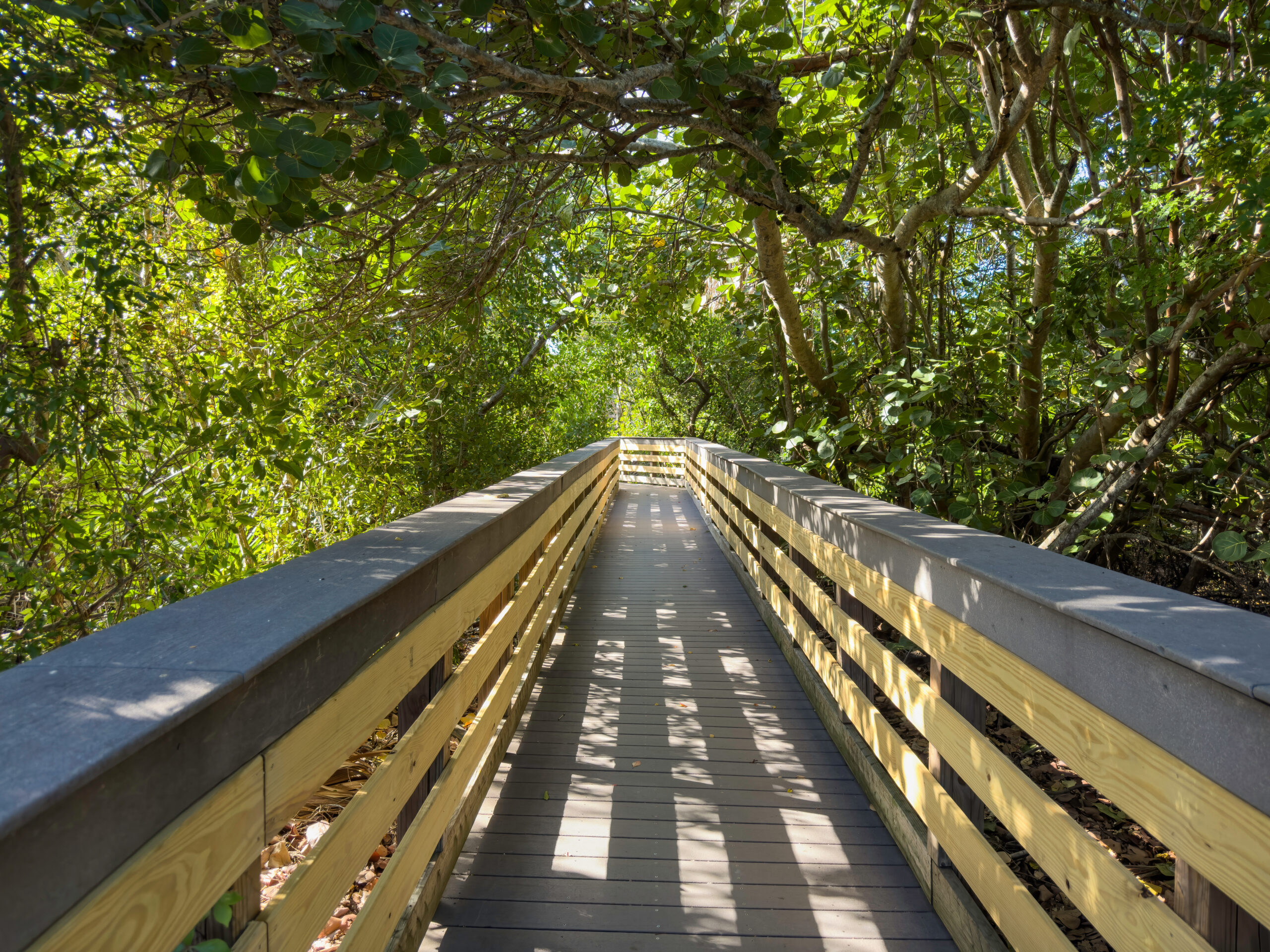 Perspective of a boardwalk with handrails, shaded by sea grape (binomial name: Coccoloba uvifera) and other dense greenery, that leads to a public beach along the Gulf Coast of southwest Florida